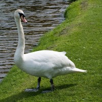 Mute Swan